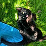 animal, black_cat, blue_towel, cat, cheeky, feline, fur, grass, greenery, nature, outdoor, paw, pet, playful, relaxed, sunlight, sunny_day, tail, tongue_out, whiskers