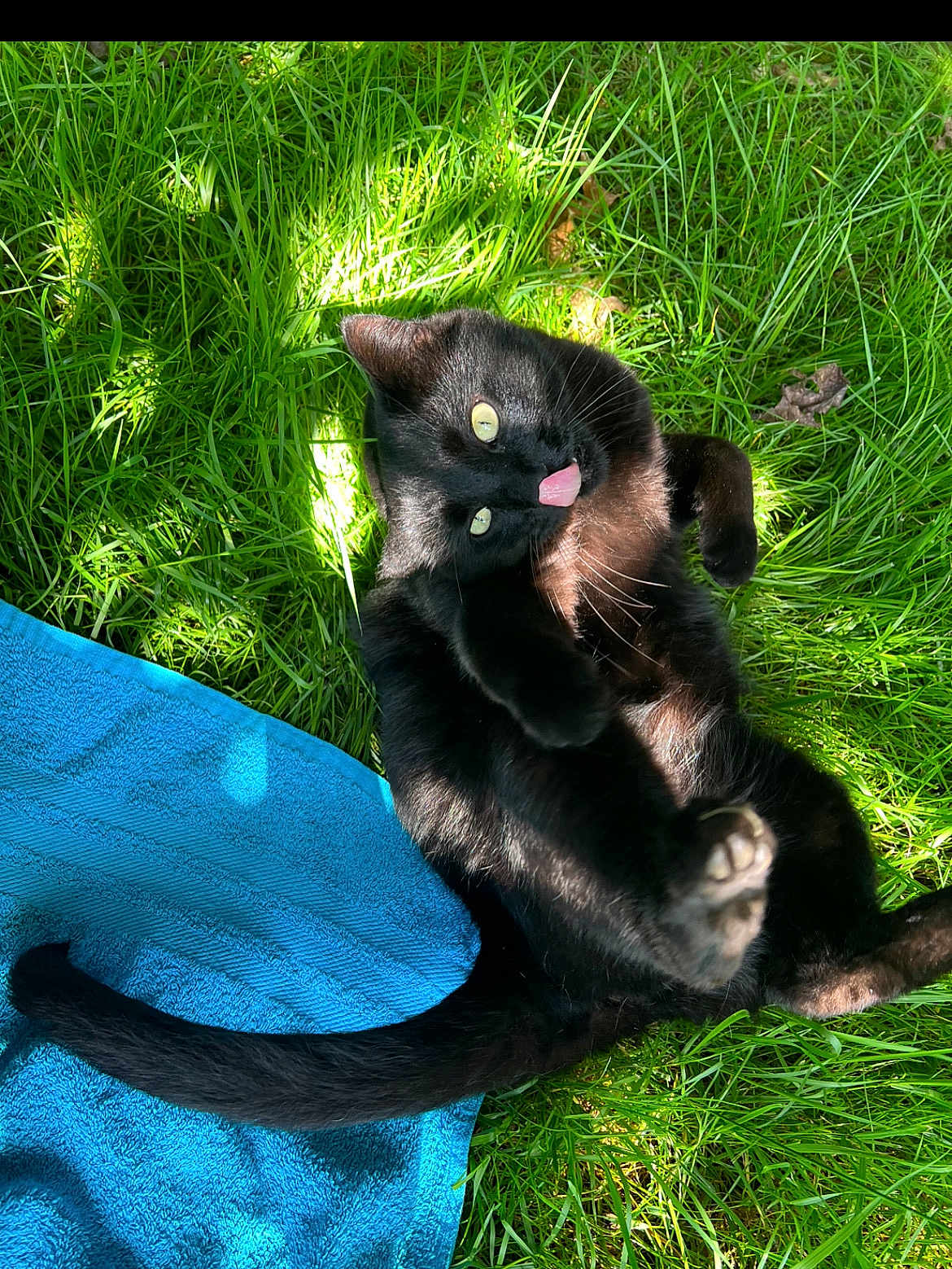 Orville is registered to the contest to win money with this photo: animal, black_cat, blue_towel, cat, cheeky, feline, fur, grass, greenery, nature, outdoor, paw, pet, playful, relaxed, sunlight, sunny_day, tail, tongue_out, whiskers