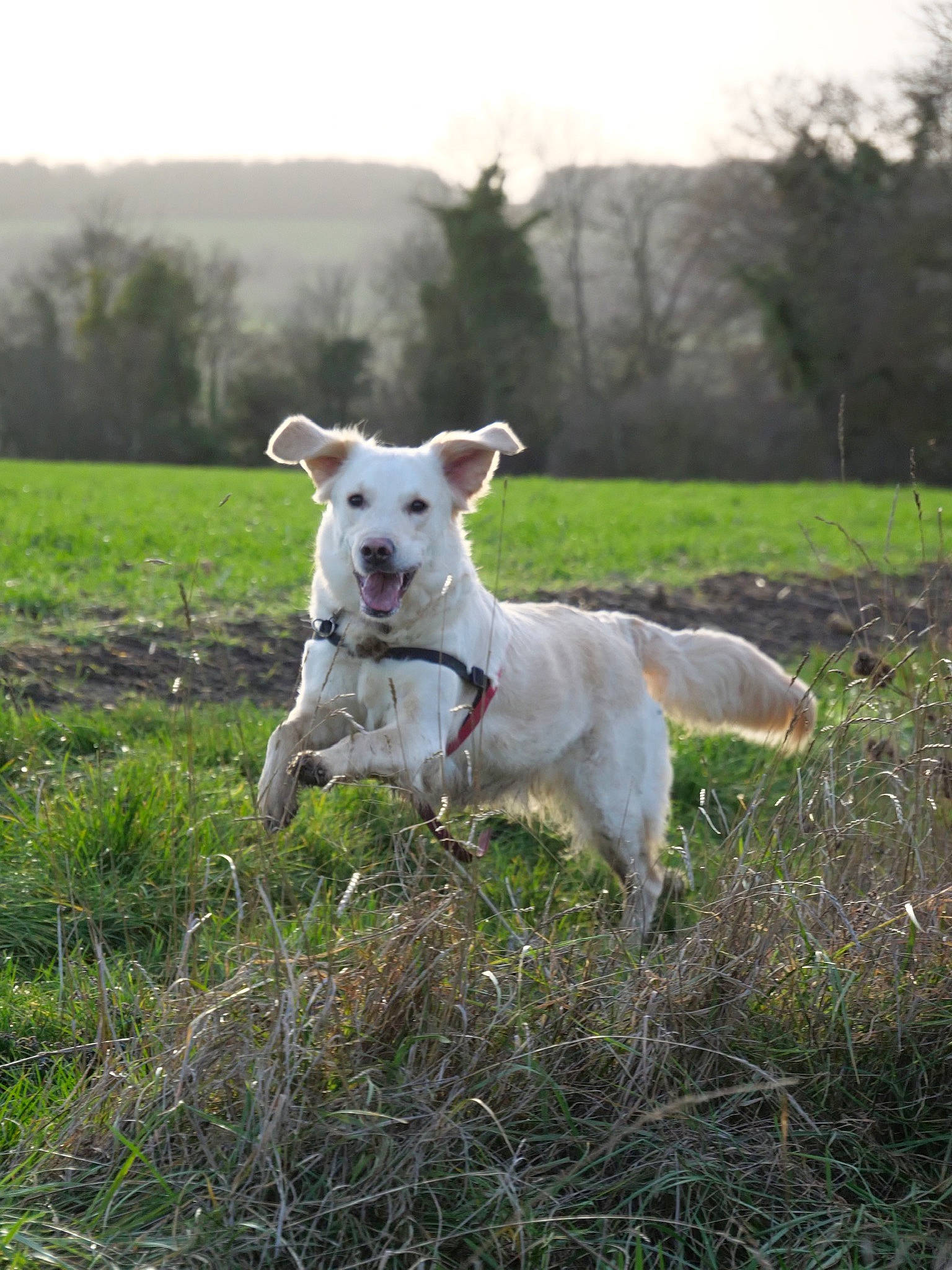 Ohana participe au concours pour gagner de l'argent avec cette photo : canidae, carnivore, collar, companion_dog, dog, dog_breed, field, grass, grassland, landscape, pasture, plant, sky, sporting_group, tail, terrestrial_animal, terrier, tree, working_animal, working_terrier