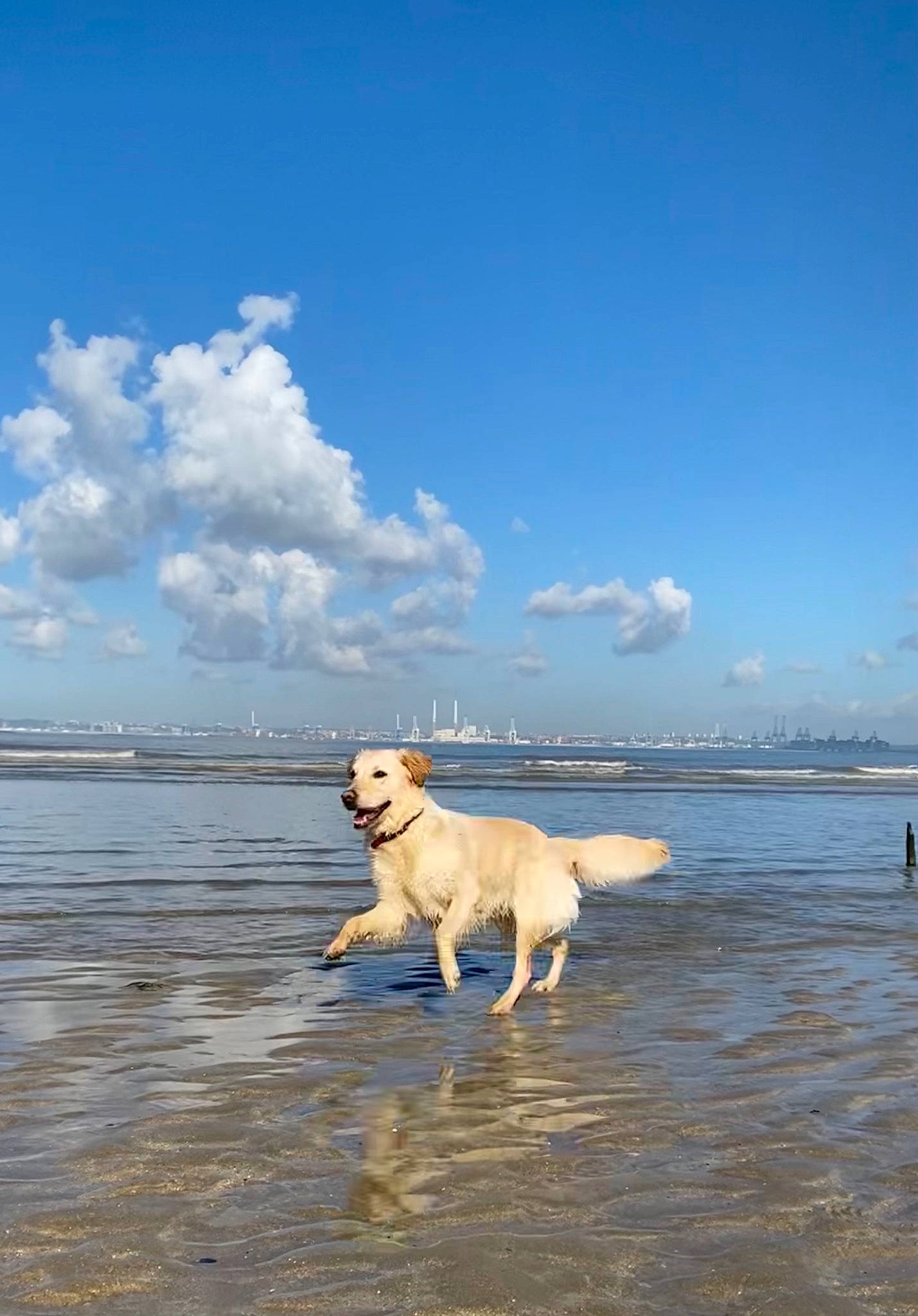 Ohana participe au concours pour gagner de l'argent avec cette photo : beach, carnivore, cloud, companion_dog, cumulus, dog, dog_breed, fawn, horizon, lake, sand, shore, sky, sporting_group, tail, water, wave, wind_wave, wood, working_animal