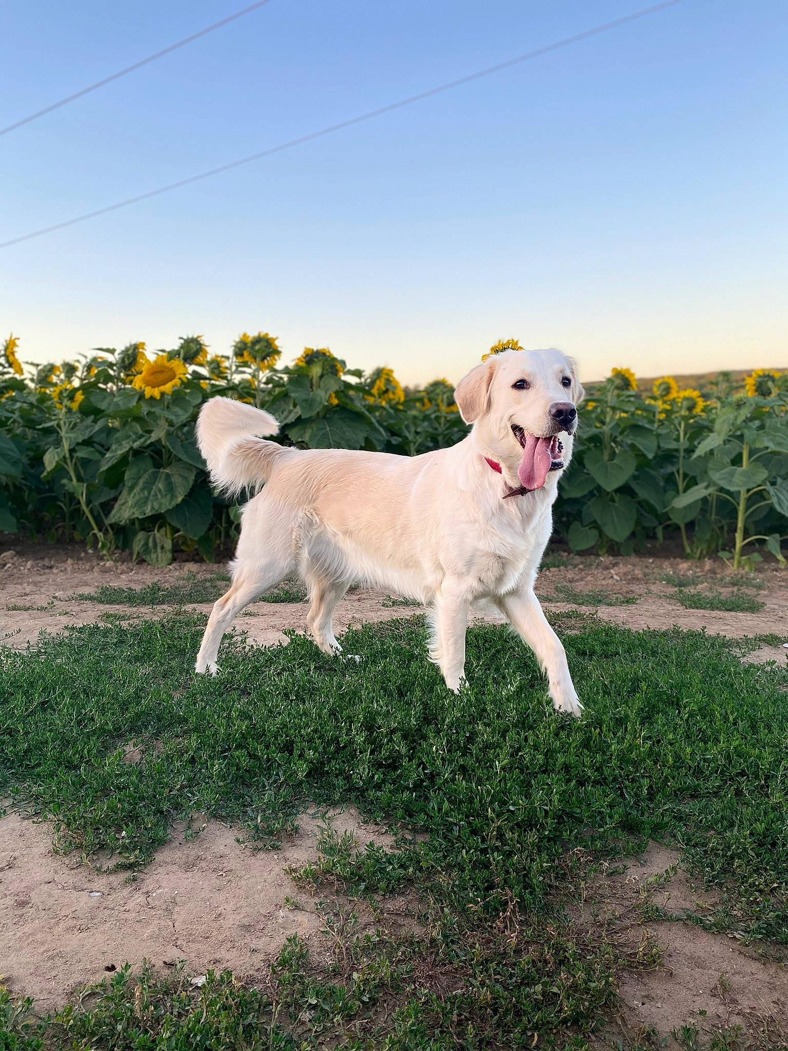 Ohana participe au concours pour gagner de l'argent avec cette photo : canidae, carnivore, companion_dog, dog, dog_breed, fawn, field, grass, grassland, gun_dog, horizon, landscape, plant, retriever, sky, soil, tail, tree, working_animal, working_dog