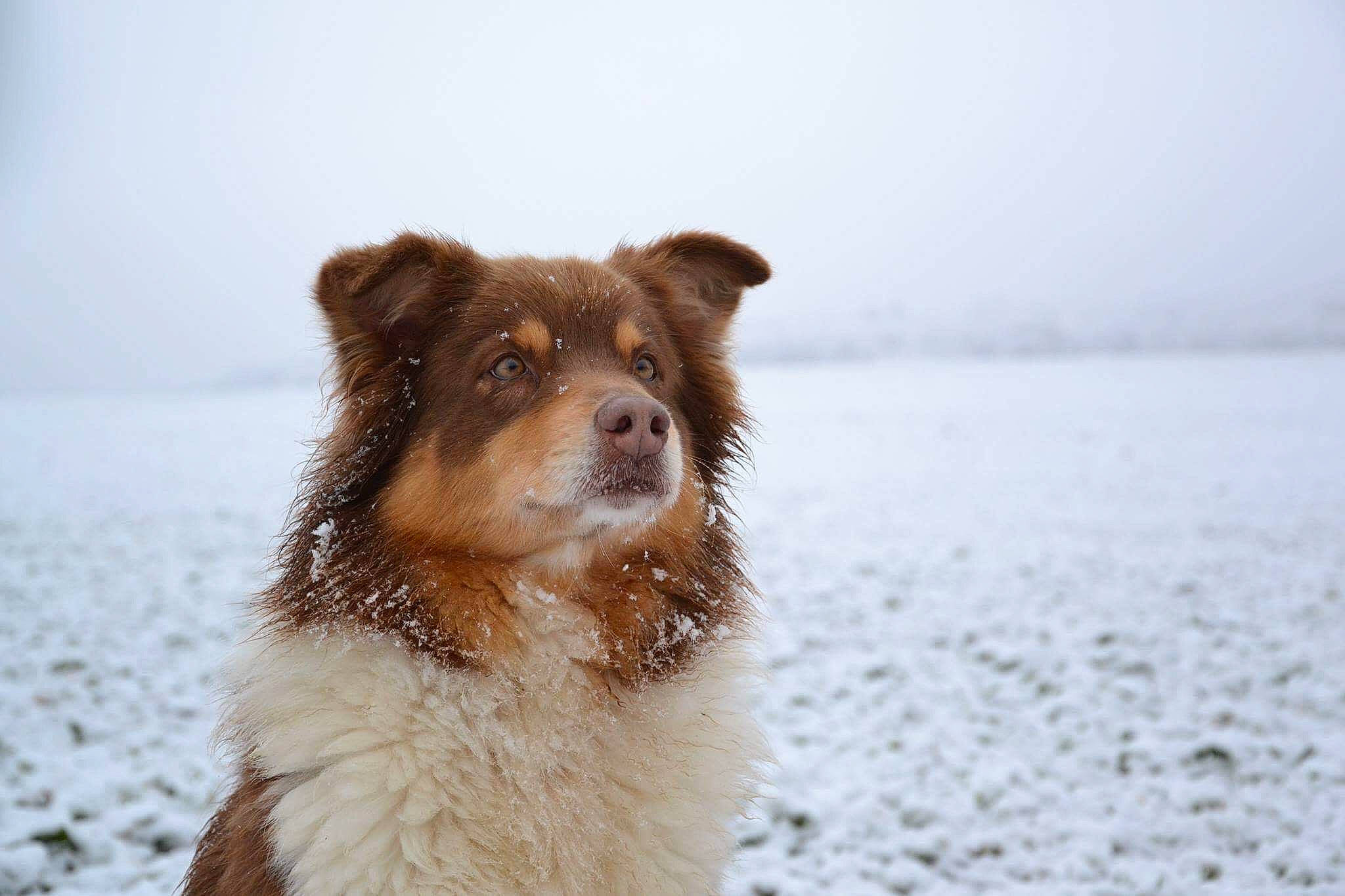 Dana a rejoint le concours — aidez-le/la à gagner de superbes lots ! ancient_dog_breeds, canidae, carnivore, companion_dog, dog, dog_breed, fawn, freezing, fur, herding_dog, precipitation, sky, snow, sporting_group, tail, terrestrial_animal, whiskers, winter, working_animal, working_dog