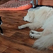 Natty participe au concours pour gagner de l'argent avec cette photo : animal, black_and_white_cat, cat, companion, dog, domestic, flooring, fur, home, indoor, mammal, pet, pet_bed, pet_bowl, playing, relaxed, resting, white_dog, wood, wooden_floor
