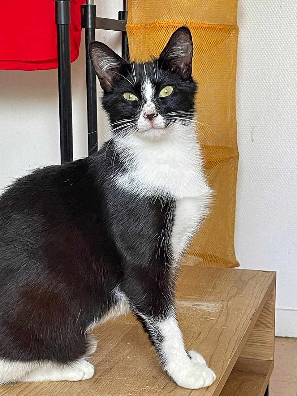 Natty a rejoint le concours — aidez-le/la à gagner de superbes lots ! cat, black_and_white, indoor, wooden_surface, pets, animal, feline, curious, sitting, household, domestic, fur, whiskers, ears, eyes, portrait, furniture, relaxed, closeup, mammal