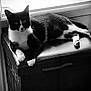 Natty participe au concours pour gagner de l'argent avec cette photo : animal, black, black_and_white, box, cat, feline, fur, indoor, light, lounging, monochrome, paws, pet, quiet, relaxed, resting, shadow, whiskers, white, window