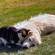Isis a rejoint le concours — aidez-le/la à gagner de superbes lots ! animal, cat, companionship, cute, dog, fluffy, friendship, fur, grass, nap, nature, outdoor, peaceful, pet, relaxation, sleeping, snuggling, sunlight, tabby_cat, white_dog