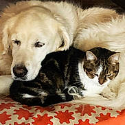 Isis participe au concours pour gagner de l'argent avec cette photo : dog, cat, golden_retriever, tabby_cat, cushion, patterned_cushion, indoor, nap, cozy, pets, fur, resting, wooden_stairs, closeup, animal_companions, friendship, warm_colors, domestic, cute, sleeping