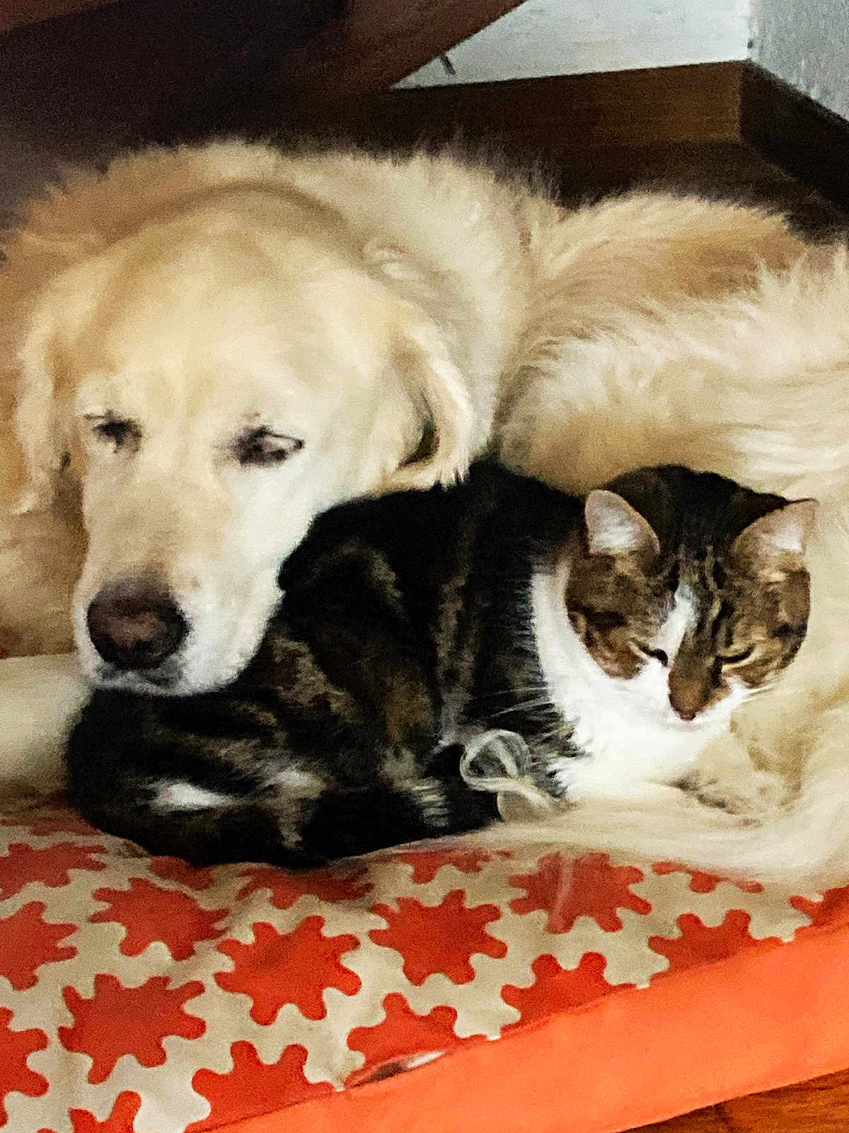 Isis participe au concours pour gagner de l'argent avec cette photo : dog, cat, golden_retriever, tabby_cat, cushion, patterned_cushion, indoor, nap, cozy, pets, fur, resting, wooden_stairs, closeup, animal_companions, friendship, warm_colors, domestic, cute, sleeping