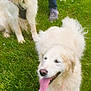 Isis participe au concours pour gagner de l'argent avec cette photo : animal, canine, casual_clothing, companion, daylight, dog, field, grass, greenery, happy, large_dog, nature, outdoor, panting, person, pet, playful, small_dog, summer, tongue_out