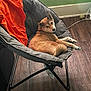 dog, chair, orange_cloth, cushion, wooden_floor, green_wall, indoor, pet, relaxed, fur, paw, ear, tail, looking_back, cozy, furniture, domestic, resting, comfortable, house