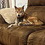 dog, couch, indoor, brown, fur, relaxed, pet, pillow, door, cozy, living_room, animal, seated, domestic, comfortable, canine, fur_texture, resting, home, leisure