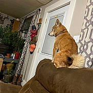 Foxy is registered to the contest to win money with this photo: dog, brown_couch, indoor, plant, window, curtain, door, hat, decor, furniture, pet, fluffy_tail, looking_away, cozy, living_room, houseplant, home, animal, seated, blinds