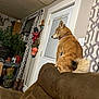 dog, brown_couch, indoor, plant, window, curtain, door, hat, decor, furniture, pet, fluffy_tail, looking_away, cozy, living_room, houseplant, home, animal, seated, blinds