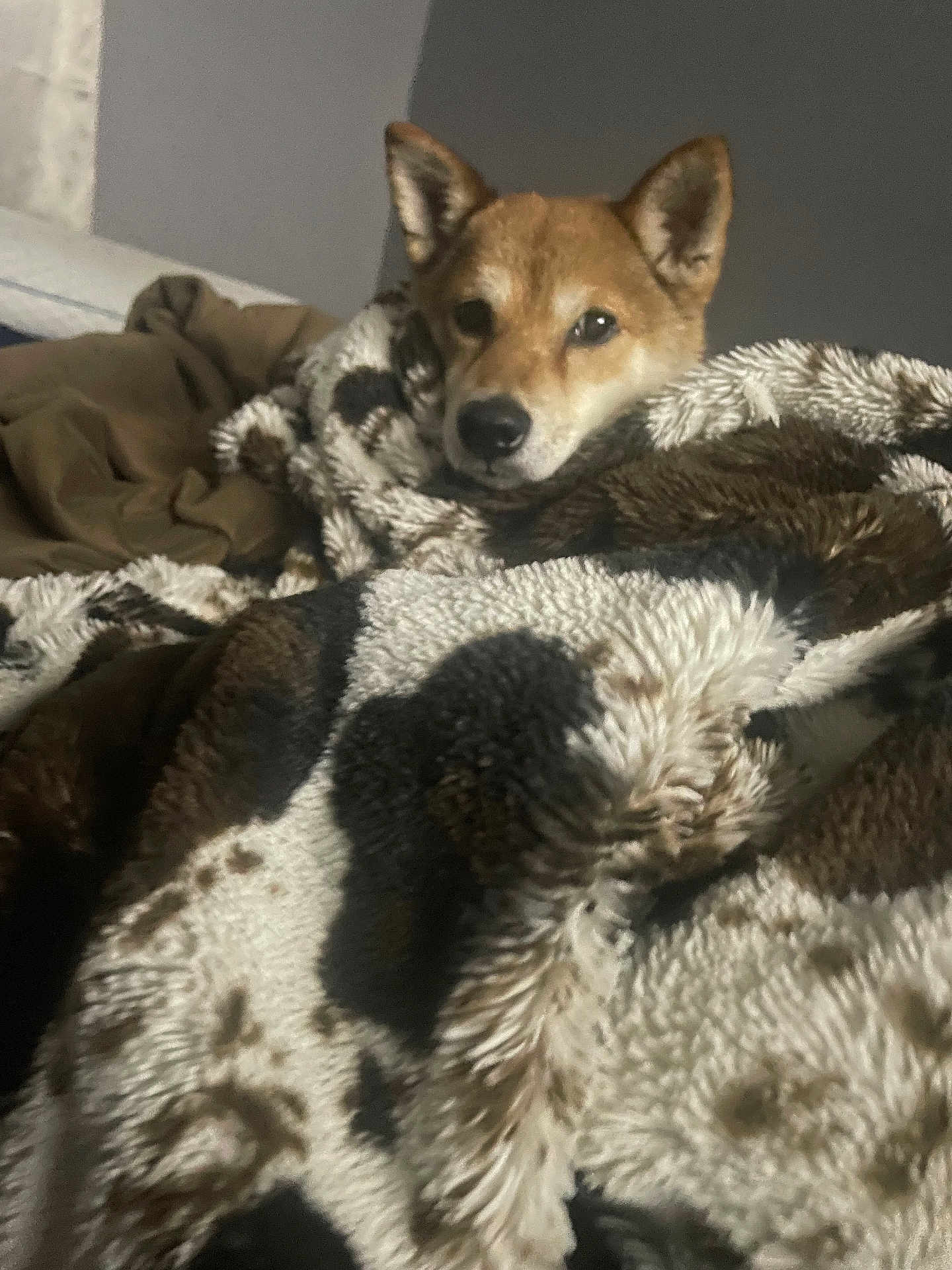 Foxy