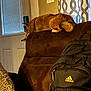 dog, couch, backpack, window, blinds, curtain, indoor, brown, fur, pet, home, door, leather, fabric, seat, resting, quiet, daylight, collar, apartment