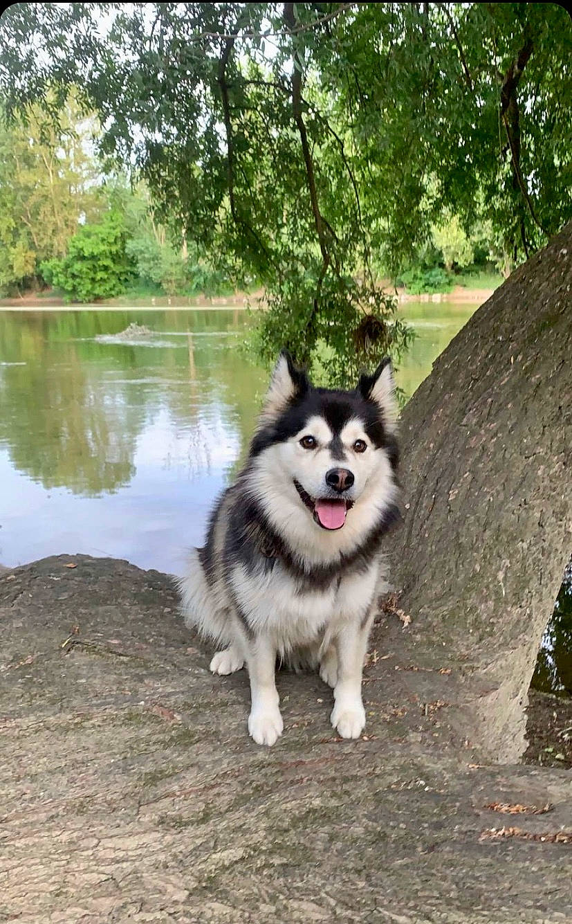 Rosie a rejoint le concours — aidez-le/la à gagner de superbes lots ! canidae, canis, carnivore, collar, companion_dog, dog, dog_breed, forest, grass, lacustrine_plain, lake, plant, recreation, sled_dog, sporting_group, tail, tree, water, working_animal, working_dog