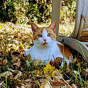Slinky is registered to the contest to win money with this photo: cat, orange_and_white_cat, autumn_leaves, grass, outdoor, nature, animal, pet, fall_season, leaf_litter, curious, feline, resting, close_up, daylight, background_blur, metal_structure, greenery, wildlife, calm