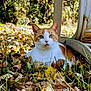 cat, orange_and_white_cat, autumn_leaves, grass, outdoor, nature, animal, pet, fall_season, leaf_litter, curious, feline, resting, close_up, daylight, background_blur, metal_structure, greenery, wildlife, calm