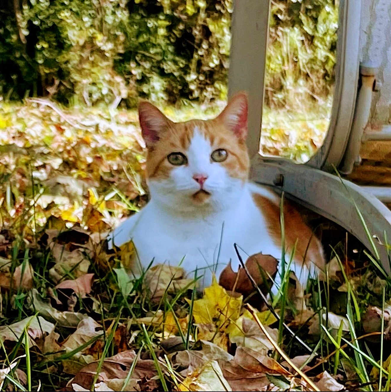 Slinky is registered to the contest to win money with this photo: cat, orange_and_white_cat, autumn_leaves, grass, outdoor, nature, animal, pet, fall_season, leaf_litter, curious, feline, resting, close_up, daylight, background_blur, metal_structure, greenery, wildlife, calm