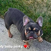 Pinky is registered to the contest to win money with this photo: dog, french_bulldog, pet, sidewalk, grass, outdoor, animal, cute, looking_up, ears, face, paws, short_hair, friendly, companion, domestic, adorable, small_dog, tongue, standing