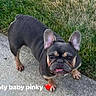 dog, french_bulldog, pet, sidewalk, grass, outdoor, animal, cute, looking_up, ears, face, paws, short_hair, friendly, companion, domestic, adorable, small_dog, tongue, standing