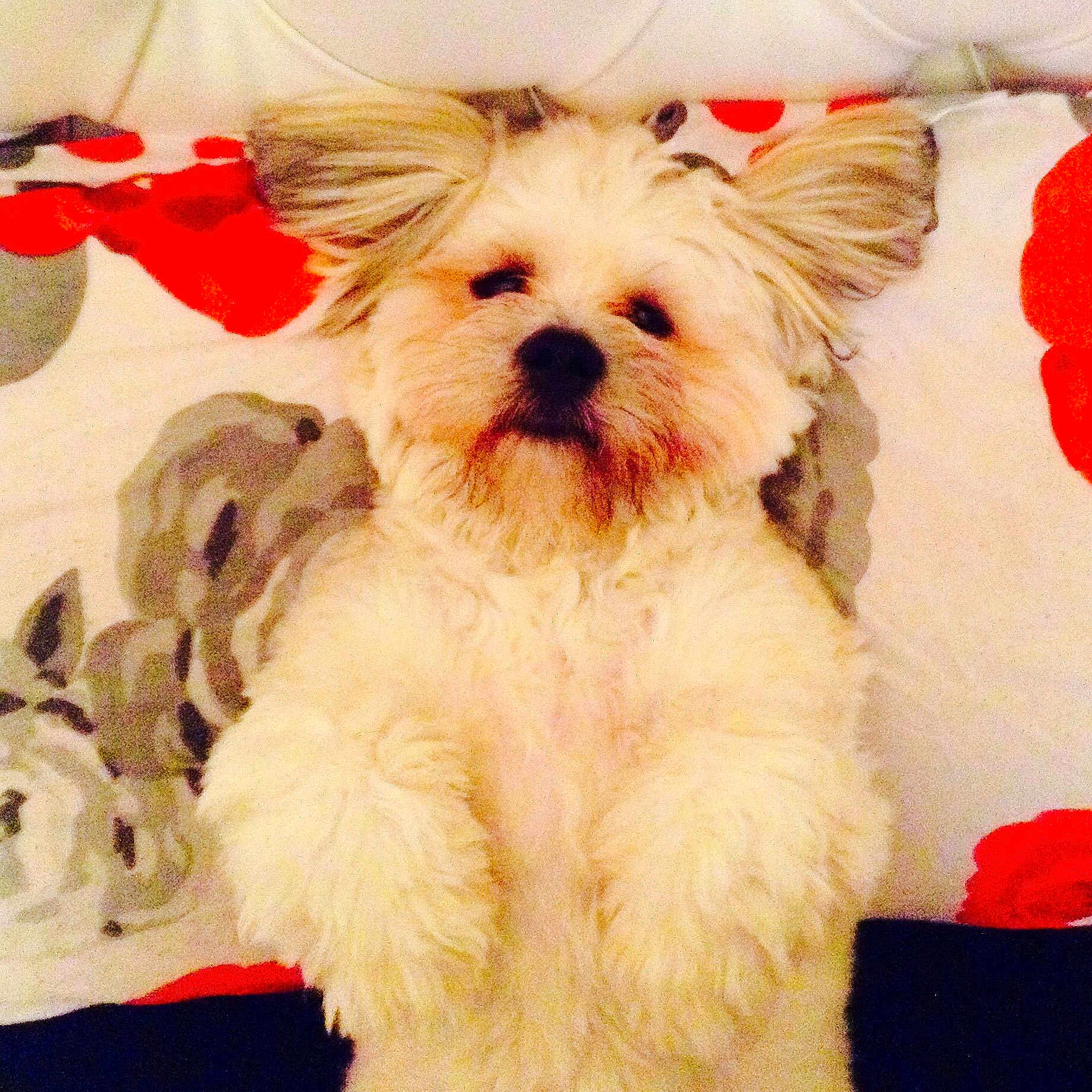 Freddie joined the competition — help win amazing prizes!