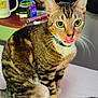 Isis joined the competition — help win amazing prizes! cat, tabby, green_eyes, licking, pet, indoor, collar, whiskers, fur, sitting, table, mug, jewelry, figurine, background, domestic, curious, animal, closeup, household
