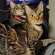 Isis joined the competition — help win amazing prizes! cat, tabby_cat, indoor, bed, collar, green_eyes, feline, pet, animal, fur, whiskers, curious, two_animals, domestic_cat, close_up, sitting, bedroom, curtain, television, cozy