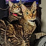 cat, tabby_cat, indoor, bed, collar, green_eyes, feline, pet, animal, fur, whiskers, curious, two_animals, domestic_cat, close_up, sitting, bedroom, curtain, television, cozy