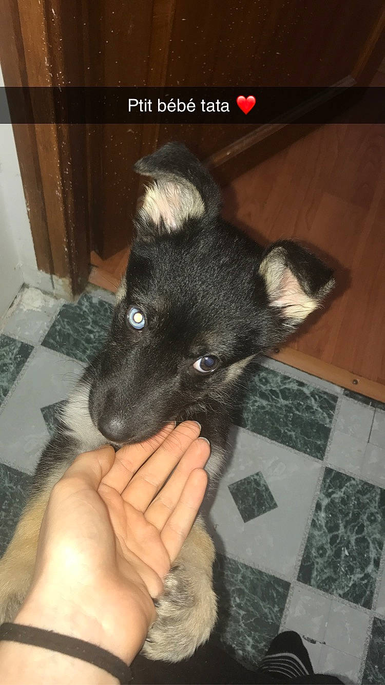 Maya participe au concours pour gagner de l'argent avec cette photo : canidae, carnivore, dog, dog_breed, ear, fawn, german_shepherd_dog, mammal, norwegian_elkhound, puppy, vertebrate