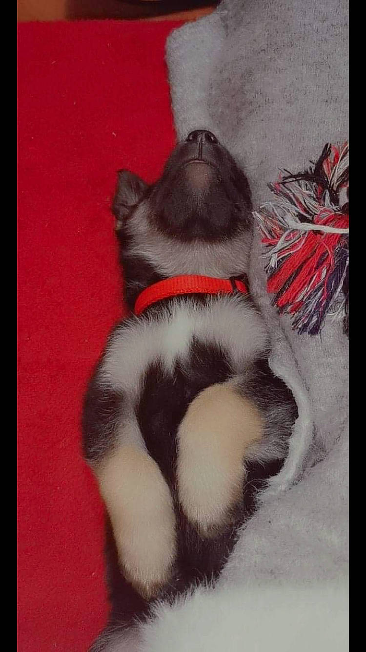 Maya participe au concours pour gagner de l'argent avec cette photo : canidae, carnivore, cat, fur, paw, shih_tzu, tail, whiskers