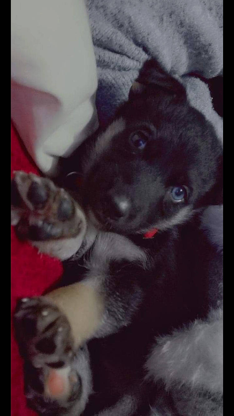 Maya participe au concours pour gagner de l'argent avec cette photo : australian_shepherd, canidae, carnivore, dog, dog_breed, mammal, puppy, sporting_group