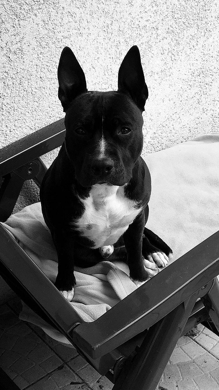 Clipper participe au concours pour gagner de l'argent avec cette photo : american_pit_bull_terrier, american_staffordshire_terrier, black_and_white, bull_and_terrier, canidae, carnivore, dog, dog_breed, ear, fawn, mammal, non_sporting_group, old_english_terrier, pit_bull, puppy, rare_breed_dog, snout, sporting_group, staffordshire_bull_terrier, vertebrate