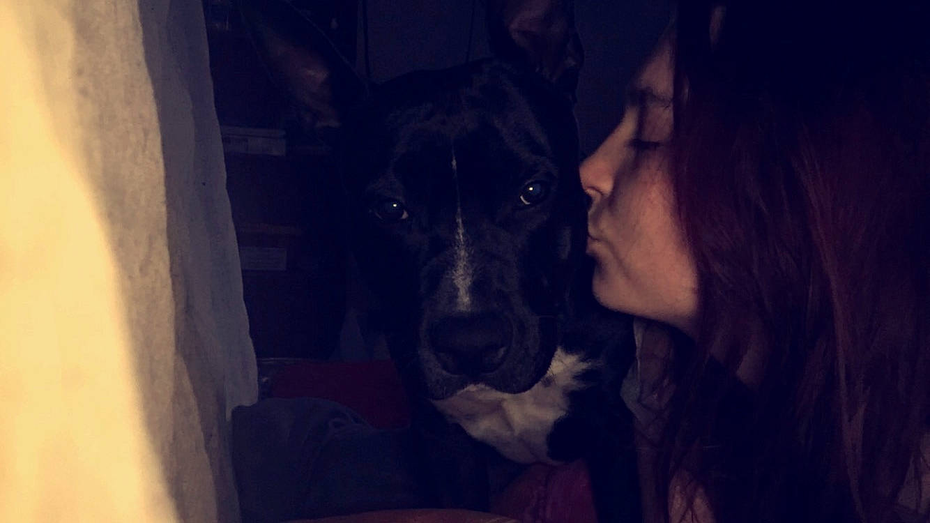 Clipper a rejoint le concours — aidez-le/la à gagner de superbes lots ! american_pit_bull_terrier, black, canidae, carnivore, darkness, dog, dog_breed, ear, eye, guard_dog, head, night, non_sporting_group, nose, pit_bull, snout, sporting_group, whiskers