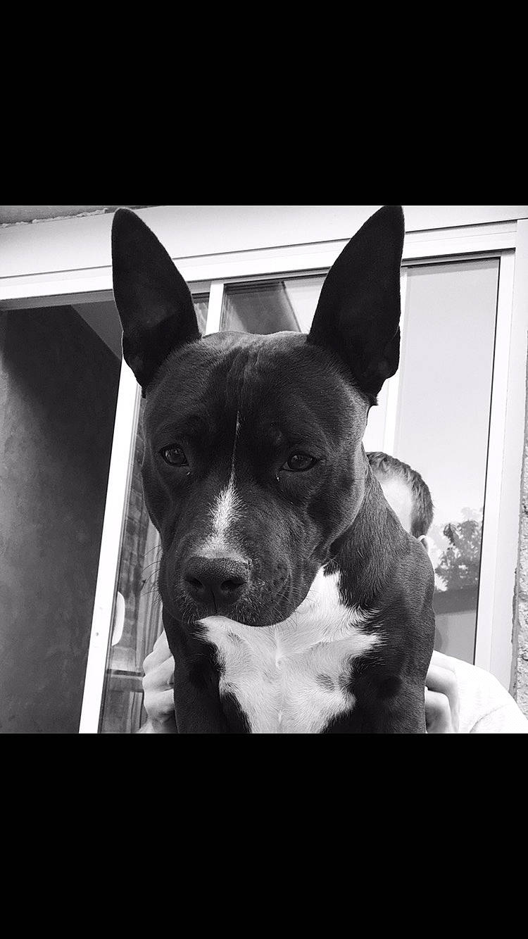 Clipper a rejoint le concours — aidez-le/la à gagner de superbes lots ! american_pit_bull_terrier, american_staffordshire_terrier, black_and_white, boston_terrier, bull_and_terrier, canidae, carnivore, dog, dog_breed, ear, fawn, mammal, non_sporting_group, nose, pit_bull, puppy, snout, sporting_group, vertebrate, whiskers