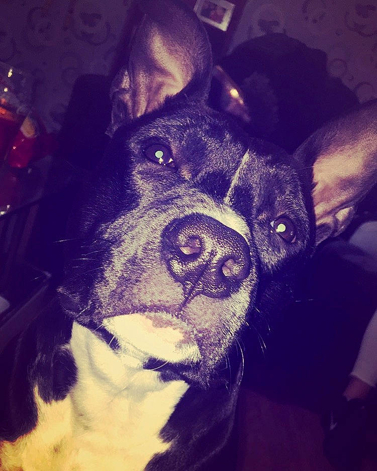 Clipper participe au concours pour gagner de l'argent avec cette photo : boston_terrier, canidae, carnivore, cloud, cool, dog, dog_breed, ear, eye, feist, love, night, nose, puppy, sky, snout, whiskers