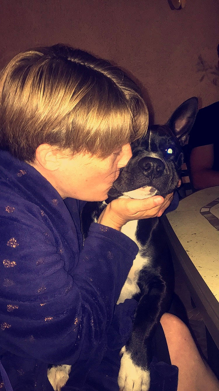 Clipper a rejoint le concours — aidez-le/la à gagner de superbes lots ! black_hair, boston_terrier, canidae, carnivore, companion_dog, cool, dog, dog_breed, ear, fawn, french_bulldog, hair, hairstyle, mammal, non_sporting_group, puppy_love, snout