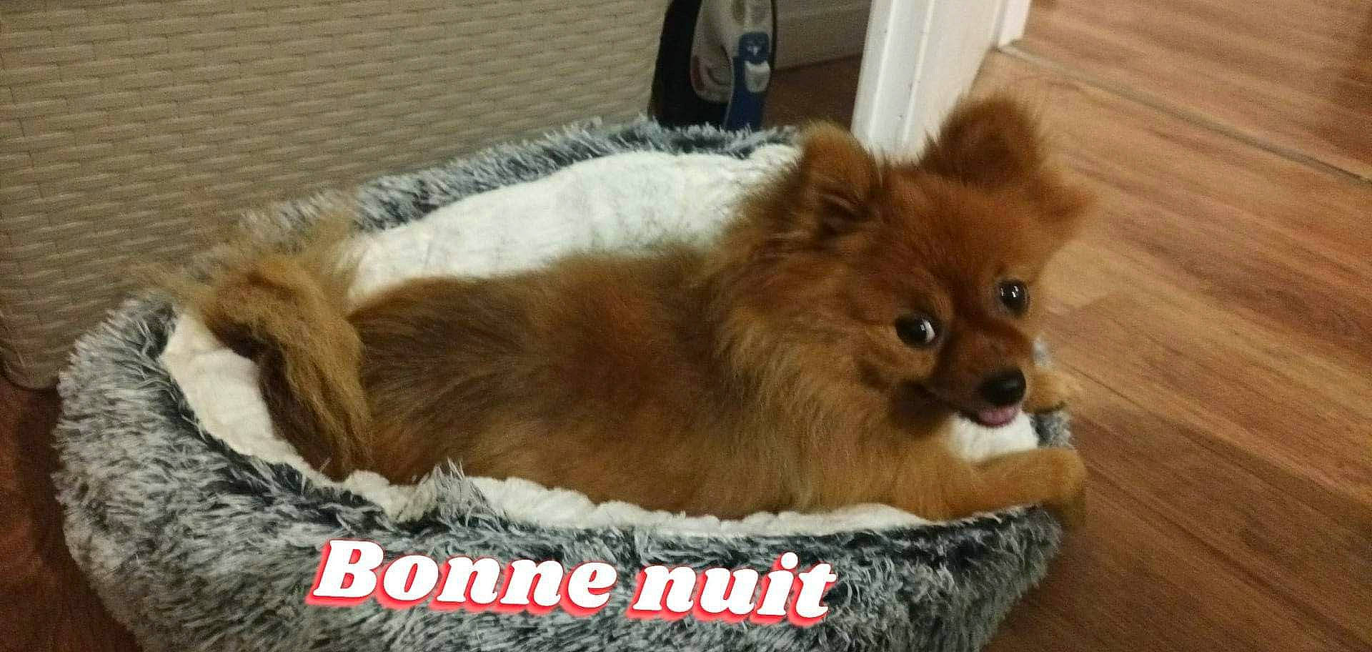 Gloria a rejoint le concours — aidez-le/la à gagner de superbes lots ! ancient_dog_breeds, canidae, carnivore, companion_dog, dog, dog_breed, fawn, fur, german_spitz, german_spitz_klein, german_spitz_mittel, liver, non_sporting_group, snout, spitz, sporting_group, terrestrial_animal, toy_dog, volpino_italiano, working_animal