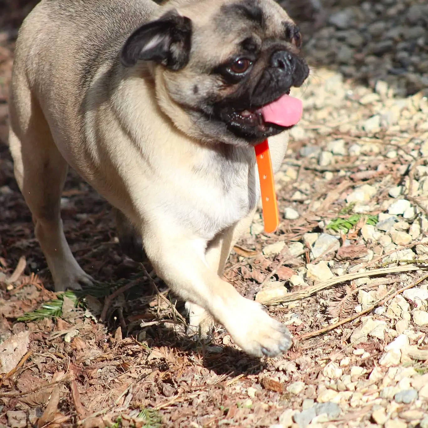 Swann participe au concours pour gagner de l'argent avec cette photo : canidae, carnivore, companion_dog, dog, dog_breed, fawn, fur, grass, plant, pug, puppy, snout, soil, sporting_group, terrestrial_animal, toy_dog, tree, whiskers, working_animal, wrinkle