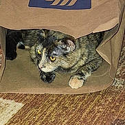 Luna is registered to the contest to win money with this photo: cat, tortoiseshell_cat, paper_bag, aldi_logo, indoor, carpet, pet, feline, paw, eyes, yellow_eyes, curious, hiding, playful, flash_photography, close_up, whiskers, brown, texture, home