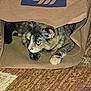 cat, tortoiseshell_cat, paper_bag, aldi_logo, indoor, carpet, pet, feline, paw, eyes, yellow_eyes, curious, hiding, playful, flash_photography, close_up, whiskers, brown, texture, home