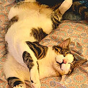 Max joined the competition — help win amazing prizes! cat, tabby_cat, white_fur, sleeping_cat, bed, blanket, patterned_bedspread, paw, whiskers, pink_nose, smiling_cat, relaxed, cozy, indoor, pet, fur, portrait, close_up, stretched_out, tail