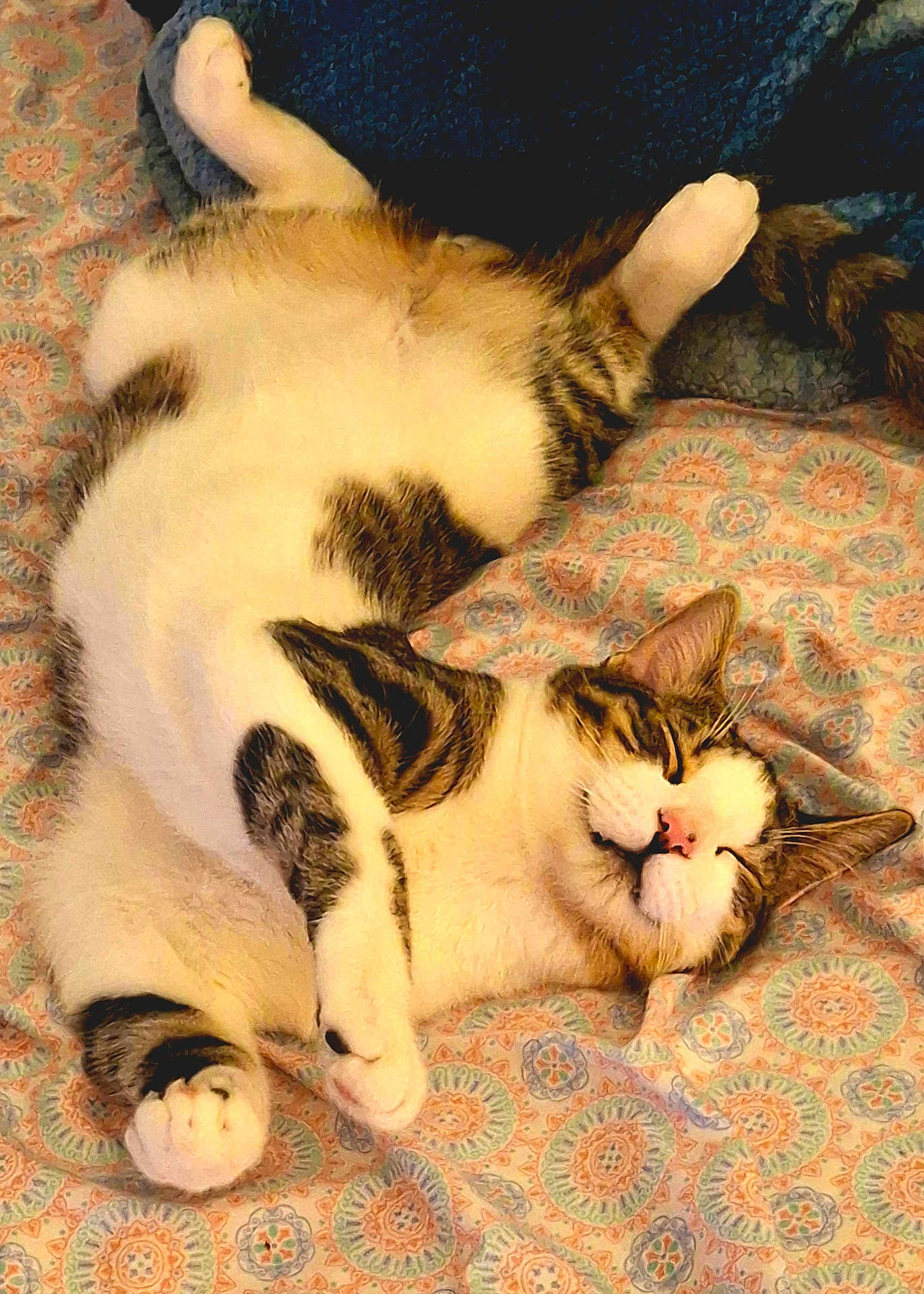 Max joined the competition — help win amazing prizes! cat, tabby_cat, white_fur, sleeping_cat, bed, blanket, patterned_bedspread, paw, whiskers, pink_nose, smiling_cat, relaxed, cozy, indoor, pet, fur, portrait, close_up, stretched_out, tail