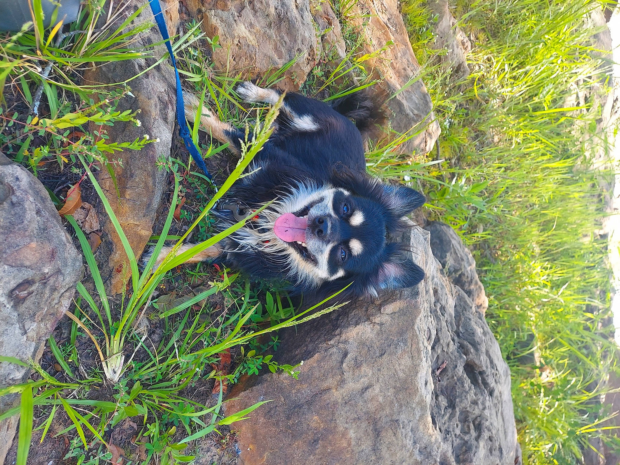 Maton joined the competition — help win amazing prizes! canidae, carnivore, dog_breed, fur, grass, groundcover, jungle, leaf, plant, plant_community, rock, shrubland, soil, sporting_group, tail, terrestrial_animal, tree, trunk, vegetation, wildlife