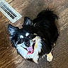 Maton is registered to the contest to win money with this photo: dog, puppy, black_and_white, fluffy, long_hair, happy, smiling, open_mouth, tongue, brown_eyes, pet, animal, indoor, wooden_floor, floor_vent, lying_down, looking_at_camera, portrait, cute, photography