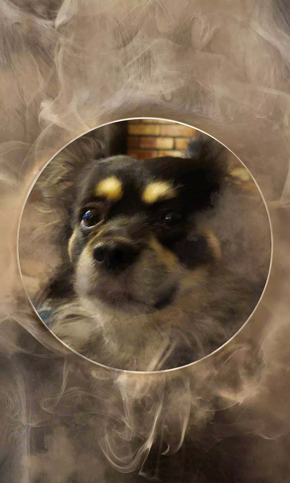 Maton is registered to the contest to win money with this photo: art, canidae, carnivore, circle, companion_dog, dog, dog_breed, fawn, fur, iris, painting, pattern, snout, sporting_group, sunglasses, terrestrial_animal, toy_dog, visual_arts, whiskers, working_animal