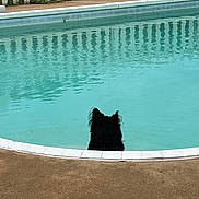 Maton is registered to the contest to win money with this photo: dog, black_dog, pool, swimming_pool, water, outdoor, backyard, fence, white_fence, poolside, reflection, ripples, summer, pet, animal, fluffy, sitting, watching, pool_toy, residential