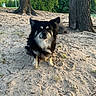 Maton joined the competition — help win amazing prizes! dog, small_dog, fluffy, black_and_white, sitting, outdoors, park, sandy_ground, trees, nature, leash, pet, animal, portrait, furry, ears, white_chest, paws, sunlight, playground