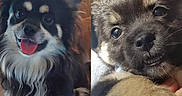 Maton is registered to the contest to win money with this photo: dog, puppy, two_dogs, canine, pet, black_and_white_dog, scruffy_puppy, fluffy_fur, brown_fur, happy, cute, portrait, close_up, sitting, being_held, tongue_out, pointed_ears, blue_eyes, indoor, social_media_screenshot