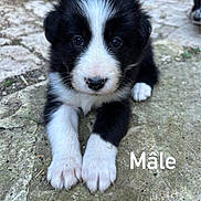 Ulysse participe au concours pour gagner de l'argent avec cette photo : puppy, dog, black_and_white, young, cute, animal, pet, outdoor, stone, paws, fur, lying_down, portrait, looking_at_camera, close_up, adorable, small, canine, nature, young_animal